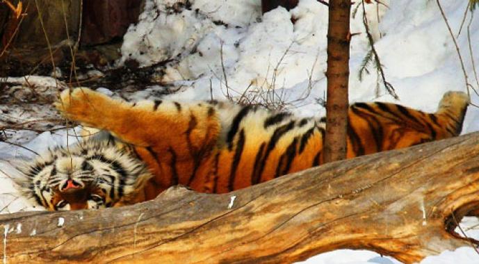 Kodėl svajojate apie tigrą - teisingas sapno aiškinimas