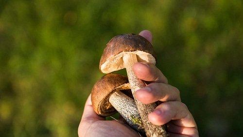 Perché sognano i funghi grandi: il significato e l'interpretazione di un sogno Acquista funghi in un sogno