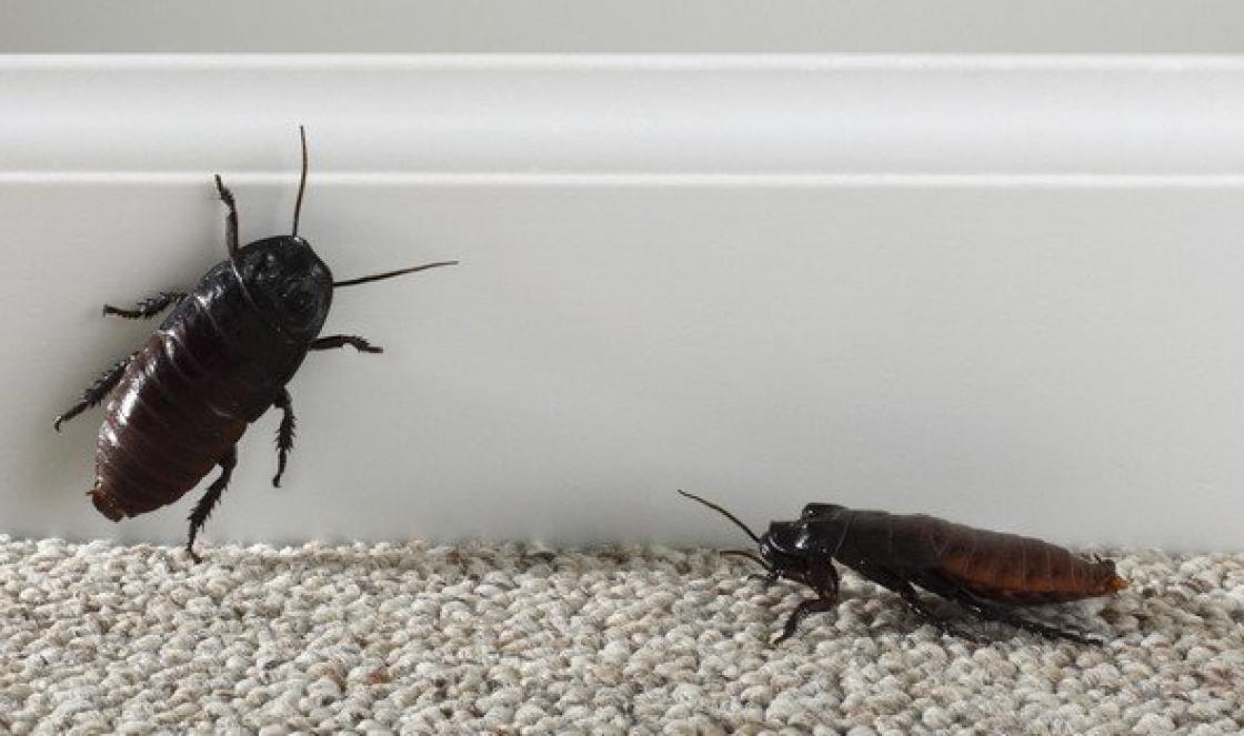 Perché gli scarafaggi sognano: cosa dice il libro dei sogni?