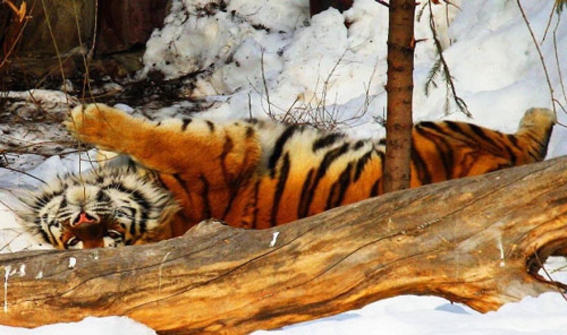 Perché una tigre sogna: la corretta interpretazione del sonno